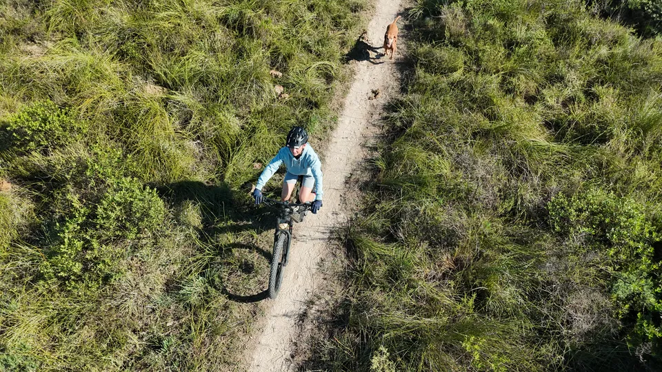 Bikes and dogs alike