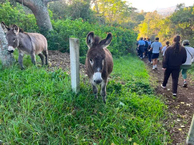 Donkeys, SAC boys and DSG girls everyone loves the new trails